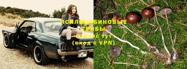 apvp Алзамай
